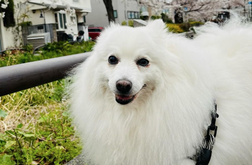 蓮舫の飼い犬の犬種は日本スピッツ！寿命や性格・値段も！